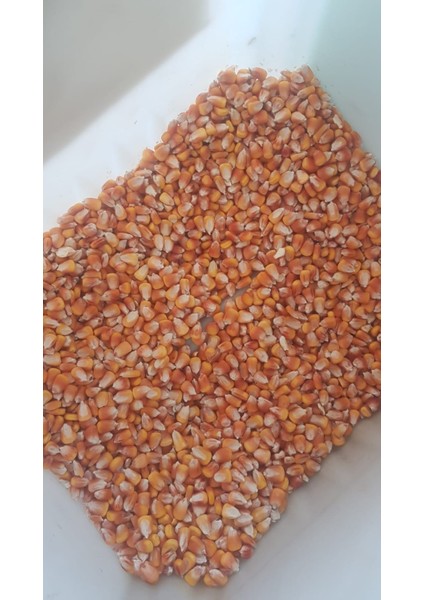 Tane Mısır 25 kg Yemlik Mısır Hayvan Yemi Mısır Yemi