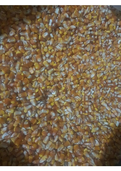 Tane Mısır 25 kg Yemlik Mısır Hayvan Yemi Mısır Yemi fiyatları