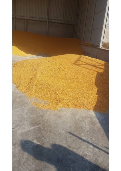 Tane Mısır 25 kg Yemlik Mısır Hayvan Yemi Mısır Yemi fırsatları