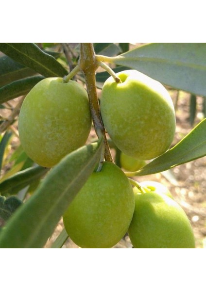 Sıkımlık ve Yemelik Tüplü Muğla Domat Zeytini Fidanı