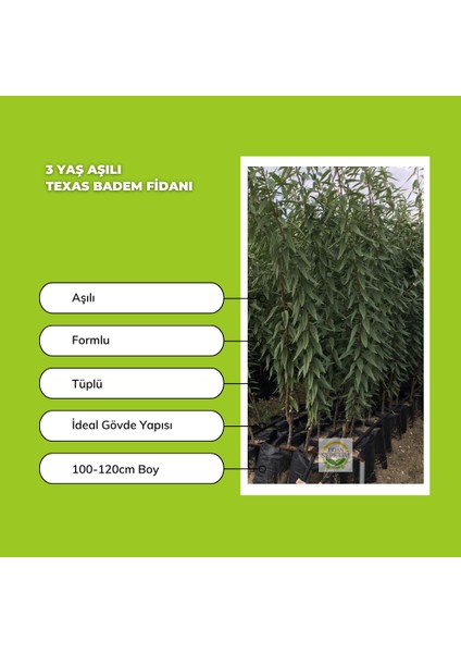 3 Yaş Aşılı Texas Badem Fidanı