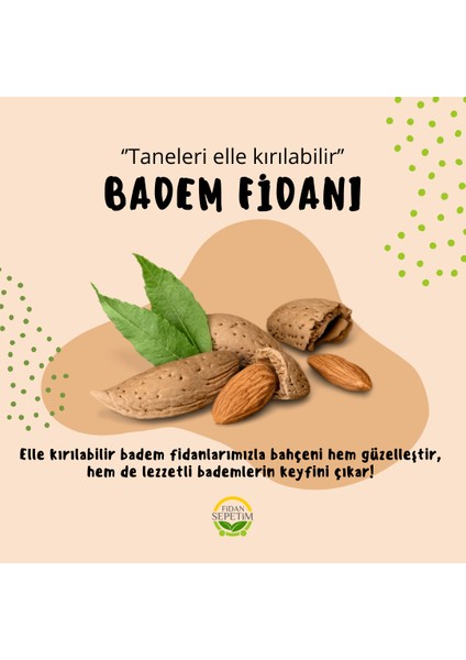 3 Yaş Aşılı Texas Badem Fidanı
