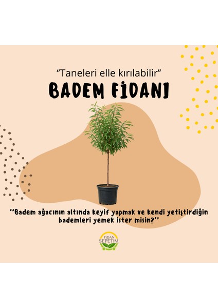 3 Yaş Aşılı Texas Badem Fidanı