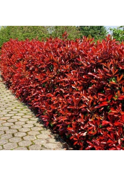 Alev Çalısı (Photinia Red Robin Nana) 170-200 cm