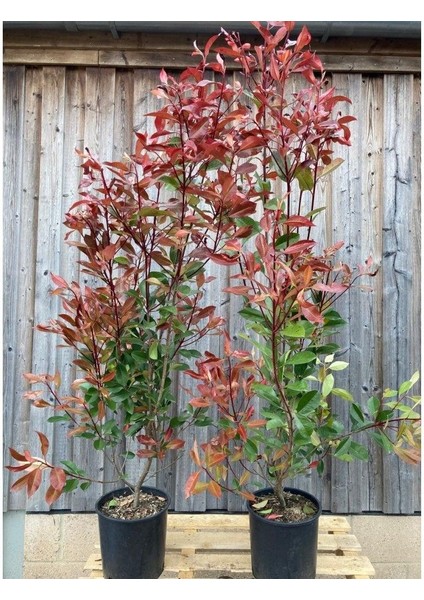 Alev Çalısı (Photinia Red Robin Nana) 170-200 cm