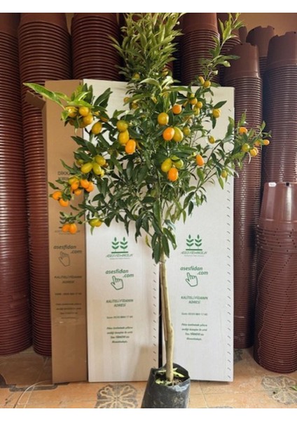 4 Yaş ,tüplü Bol Meyveli Nagami Kamkat Fidanı Boy 150-200 cm