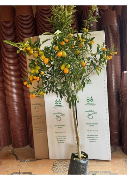 4 Yaş ,tüplü Bol Meyveli Nagami Kamkat Fidanı Boy 150-200 cm fiyatları