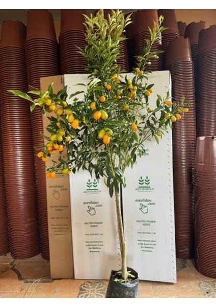 4 Yaş ,tüplü Bol Meyveli Nagami Kamkat Fidanı Boy 150-200 cm modelleri