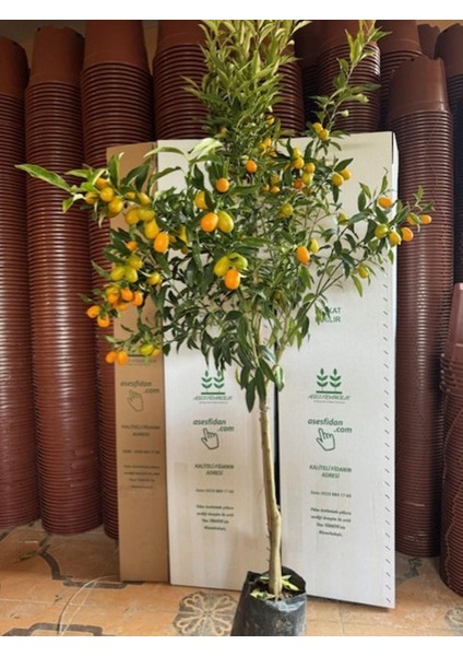 4 Yaş ,tüplü Bol Meyveli Nagami Kamkat Fidanı Boy 150-200 cm fırsatları