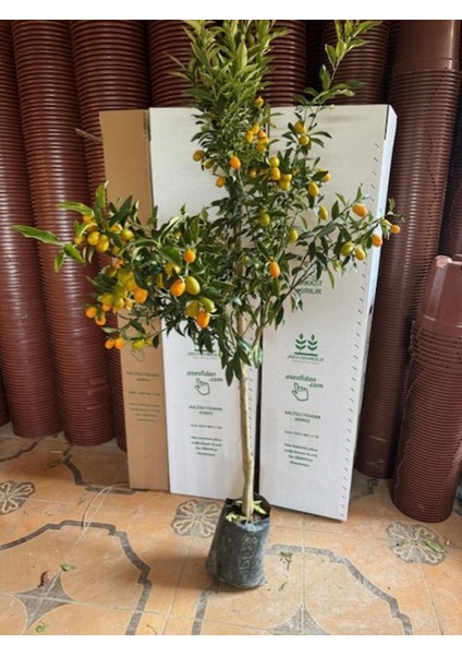 4 Yaş ,tüplü Bol Meyveli Nagami Kamkat Fidanı Boy 150-200 cm indirimleri