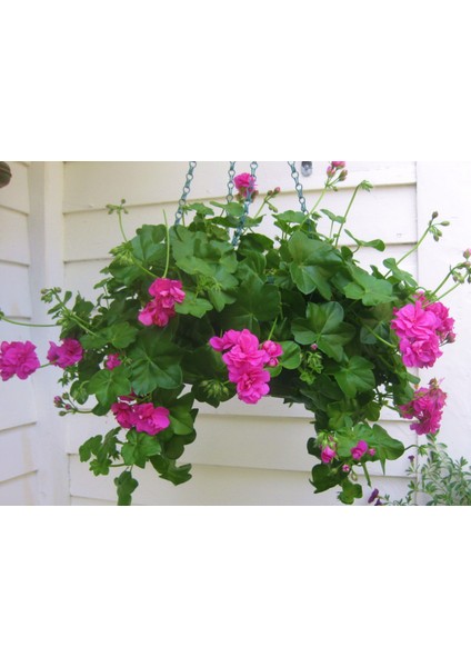 Sakız Sardunya – Pelargonium Peltatum (Askılı Saksıda)