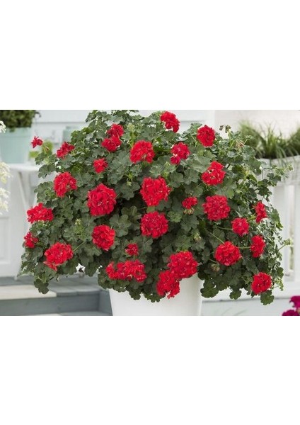 Sakız Sardunya – Pelargonium Peltatum (Askılı Saksıda)
