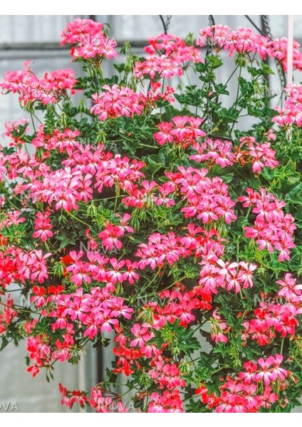 Sakız Sardunya – Pelargonium Peltatum (Askılı Saksıda)