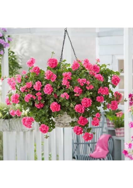 Sakız Sardunya – Pelargonium Peltatum (Askılı Saksıda)