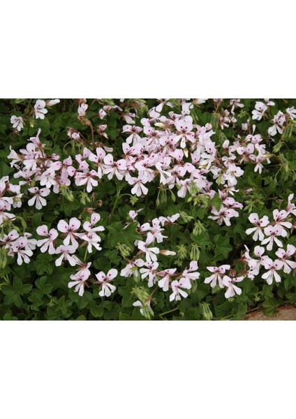 Sakız Sardunya – Pelargonium Peltatum (Askılı Saksıda)