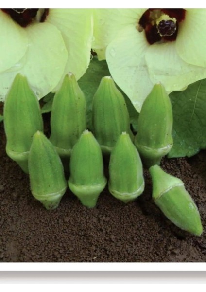 Çiçek Bamya Tohumu 50 Adet Tohum Aksaray Tohumculuk