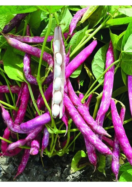 Barbunya Tohumu 50 gr Tohum Aksaray Tohumculuk