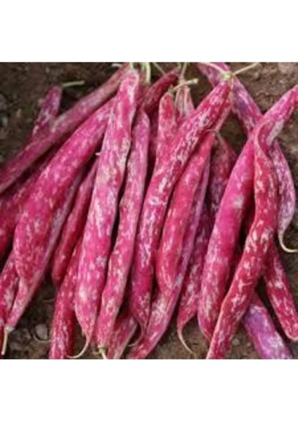 Oturak Barbunya Tohumu 25 gr Tohum Aksaray Tohumculuk