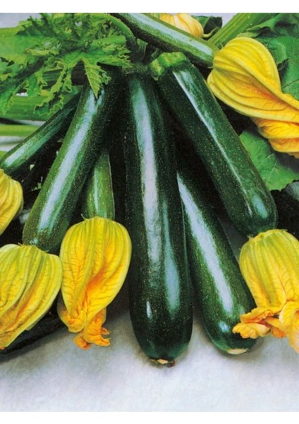 Kara Kabak Tohumu 500 Adet Tohum Aksaray Tohumculuk