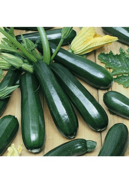 Sofralık Kolsuz Kara Kabak Tohumu 10 gr Tohum Aksaray Tohumculuk