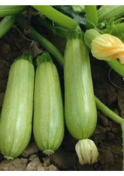 Standart Beyaz Kabak Tohumu 1 gr Tohum Aksaray Tohumculuk