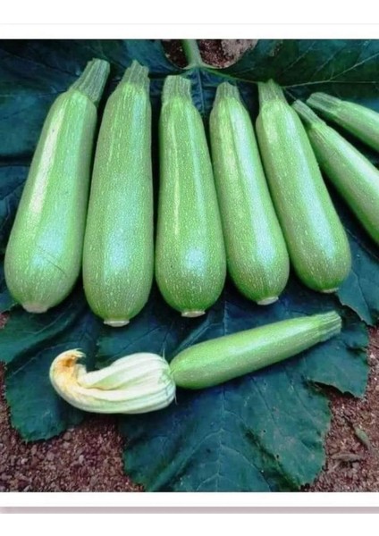 Sofralık Kolsuz Beyaz Kabak Tohumu 240 Adet Tohum Aksaray Tohumculuk