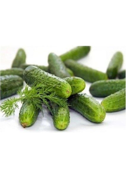 Kornişon Tohumu 10 gr Tohum Aksaray Tohumculuk