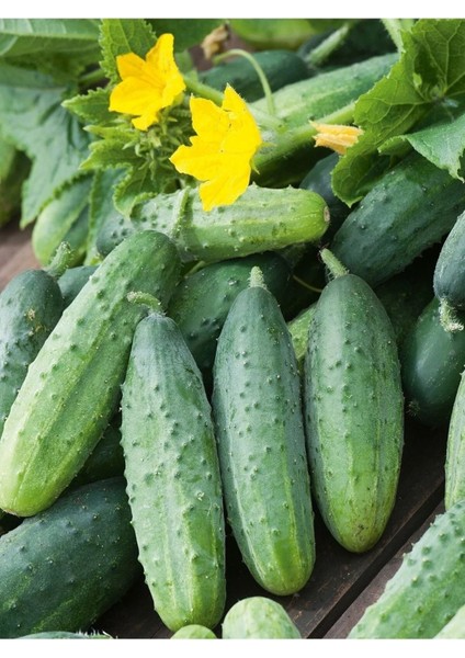 Kornişon Tohumu 800 Adet Tohum Aksaray Tohumculuk