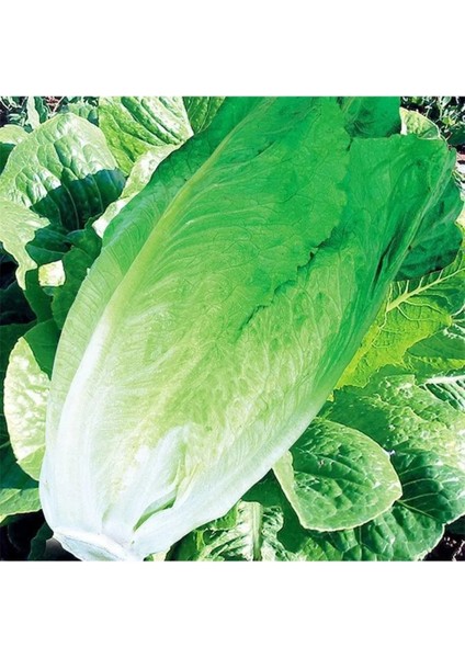 Yedikule Marul Tohumu 50 Adet Tohum Aksaray Tohumculuk