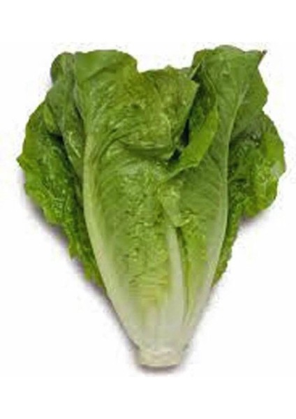 Lital Marul Tohumu 10 gr Tohum Aksaray Tohumculuk