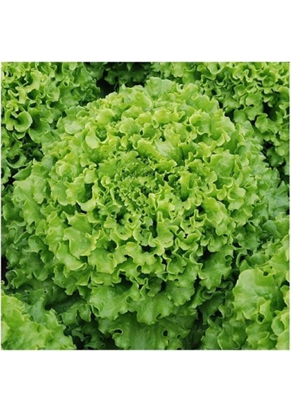 Arapsaçı Kıvırcık Marul Tohumu 10 gr Tohum Aksaray Tohumculuk