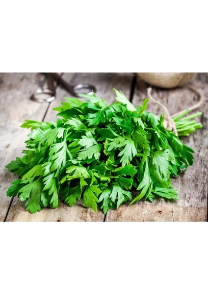 Standart Maydanoz Tohumu 100 gr Tohum Aksaray Tohumculuk