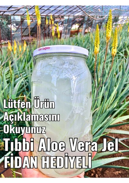 aloe vera jel, doğal alovera jel, 210 ml cam kavanozda, aloe vera fidan hediyeli