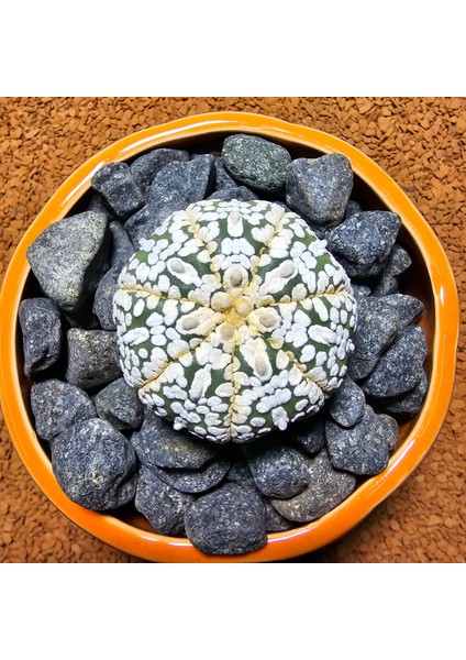 Astrophytum Asterias 5 cm Boyutunda Özel Tür Kaktüs