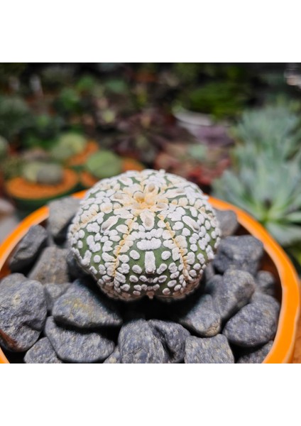 Astrophytum Asterias 5 cm Boyutunda Özel Tür Kaktüs