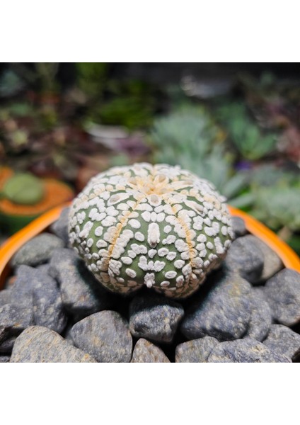 Astrophytum Asterias 5 cm Boyutunda Özel Tür Kaktüs