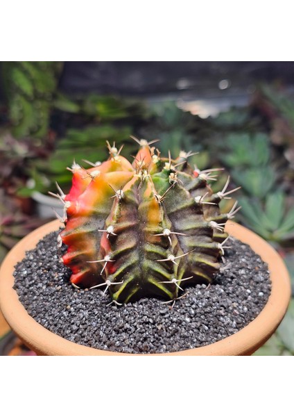 Gymnocalycium 7 cm Özel Tür Kaktüs