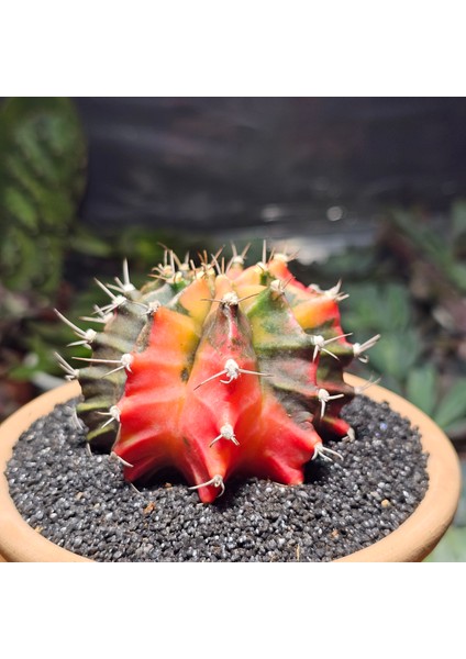 Gymnocalycium 7 cm Özel Tür Kaktüs