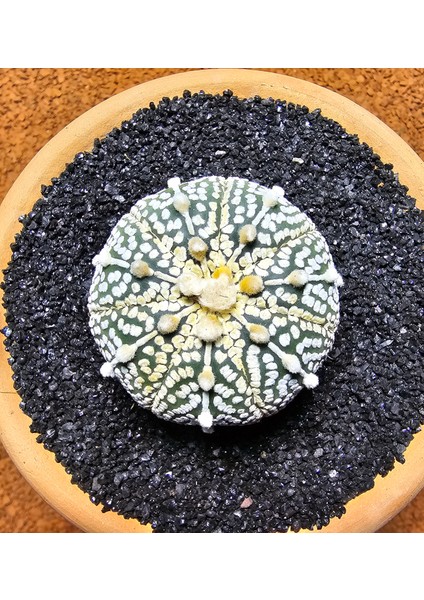 Astrophytum Asterias 4,5 cm Boyutunda Özel Tür Kaktüs