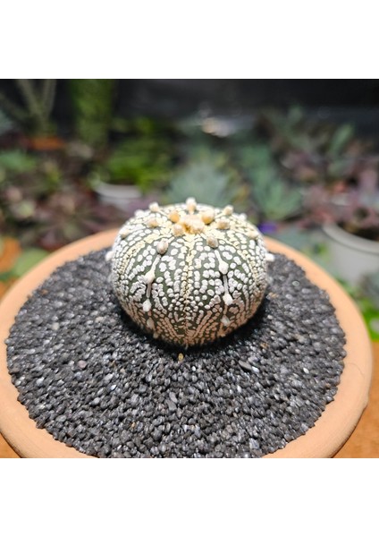Astrophytum Asterias 4,5 cm Boyutunda Özel Tür Kaktüs