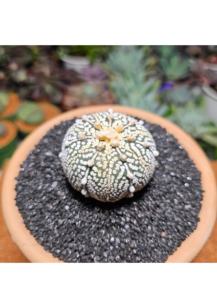 Astrophytum Asterias 4,5 cm Boyutunda Özel Tür Kaktüs
