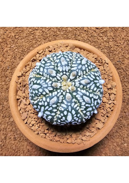 Astrophytum Asterias 5 cm Boyutunda Özel Tür Kaktüs