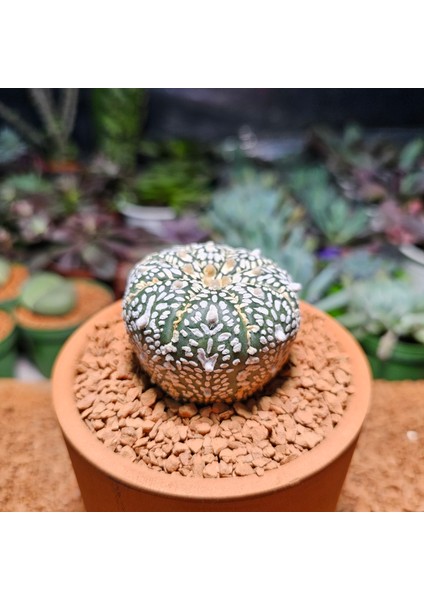 Astrophytum Asterias 5 cm Boyutunda Özel Tür Kaktüs