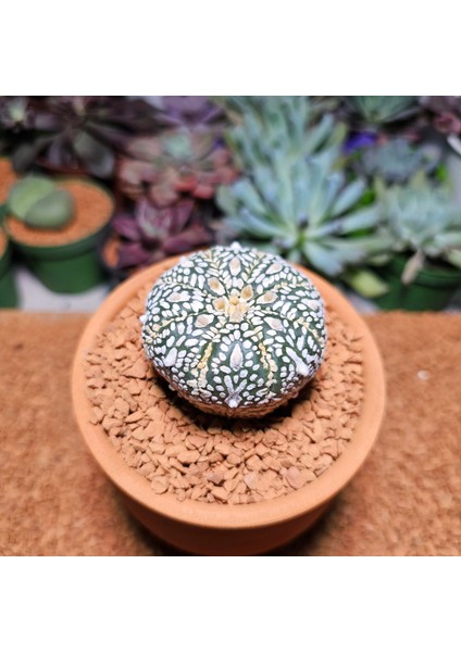 Astrophytum Asterias 5 cm Boyutunda Özel Tür Kaktüs