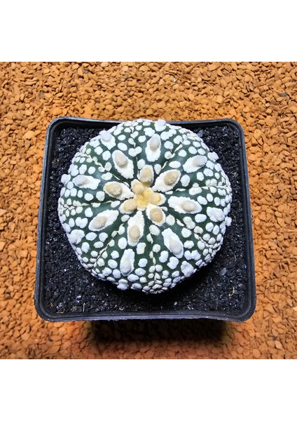 Astrophytum Asterias 5 cm Boyutunda Özel Tür Kaktüs