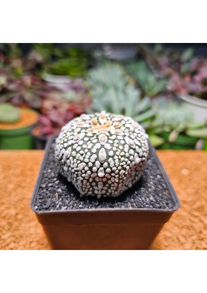 Astrophytum Asterias 5 cm Boyutunda Özel Tür Kaktüs