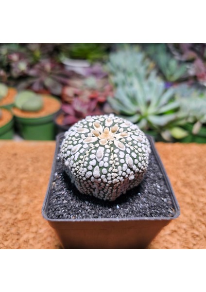 Astrophytum Asterias 5 cm Boyutunda Özel Tür Kaktüs