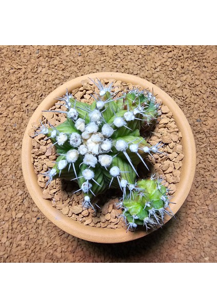 Gymnocalycium Trex 5 cm Özel Tür Kaktüs