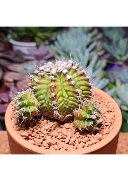 Gymnocalycium Trex 5 cm Özel Tür Kaktüs fiyatları