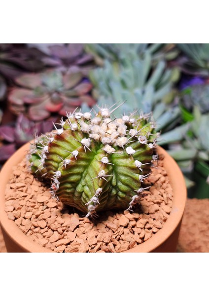 Gymnocalycium Trex 5 cm Özel Tür Kaktüs modelleri